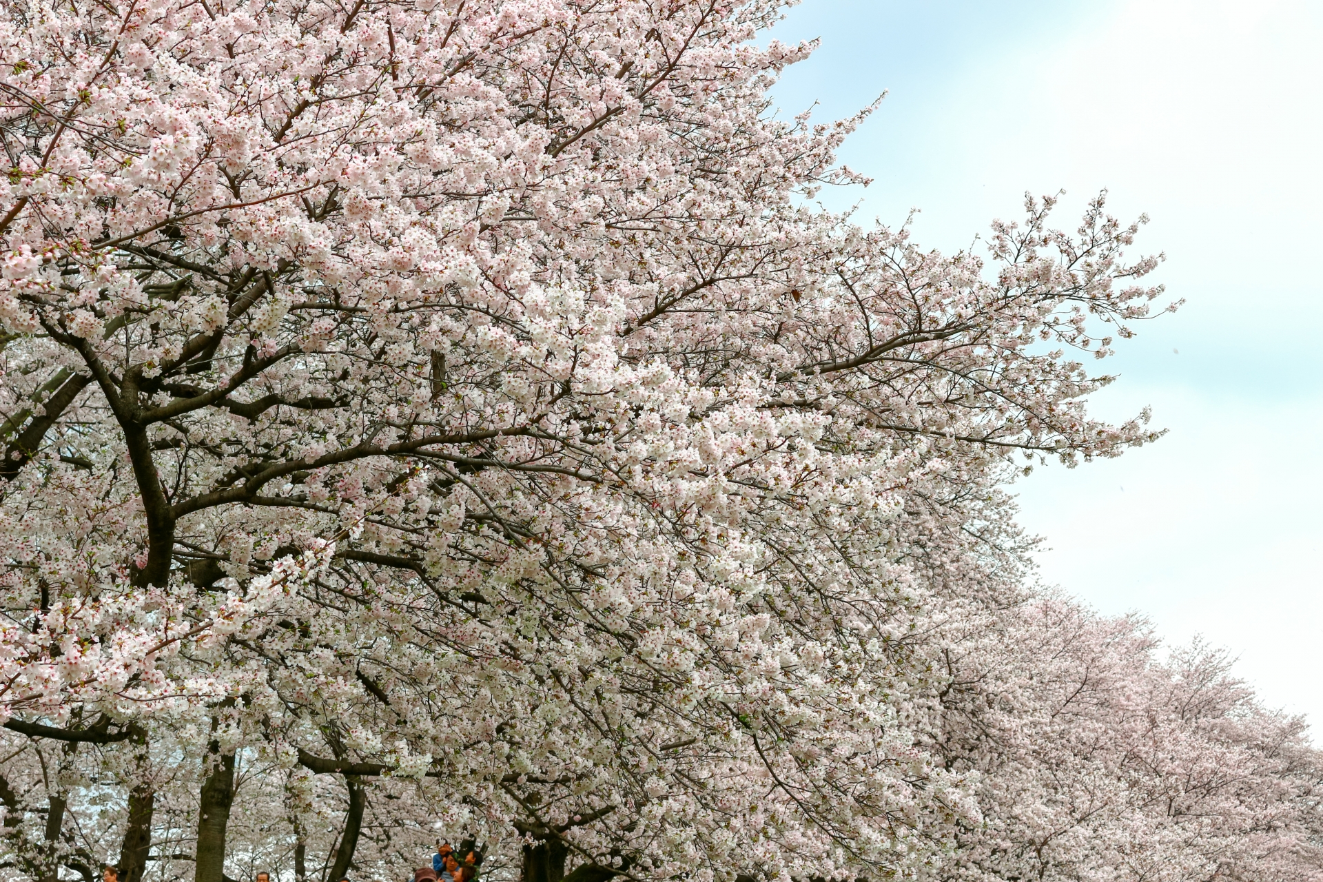 桜と日本人 – 松崎工芸株式会社